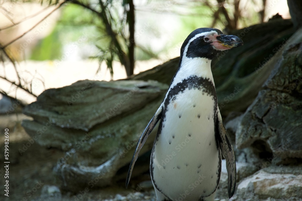 Naklejka premium penguin in the zoo