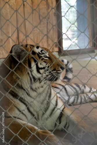 tiger behind a fence