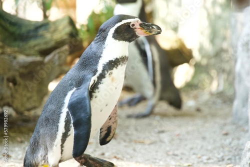 penguin in the zoo