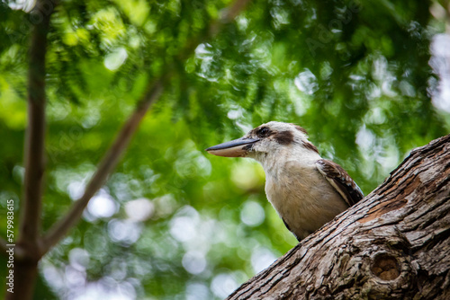 Beautiful common laughing kookaburra (Dacelo novaeguineae) sits on a branch and sing. Bird spotted in garden in the centre of Brisbane, Queensland, Australia. photo
