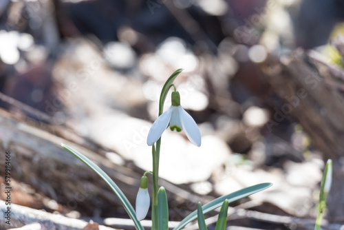 lonely snowdrop bloom in the forest