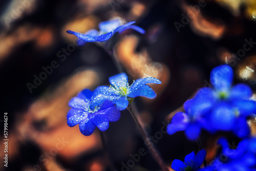 small blue flowers in spring forest
