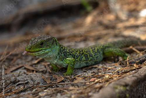ocellated lizard in the cies islands, galicia