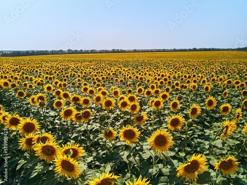 Aerial of sunflowers field. Drone flight over blooming sunflower field. View from above scenic of yellow field of sun flowers rows. Agriculture and harvesting theme. Spectacular landscape.