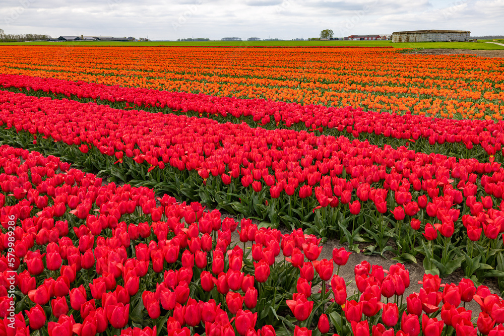 panoroma of red Tulips by a grower of flowers