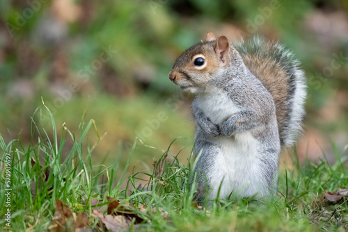 Grey squirrel on grass