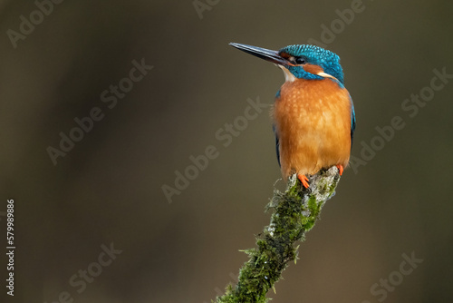 Kingfisher perched on branch © Timothy