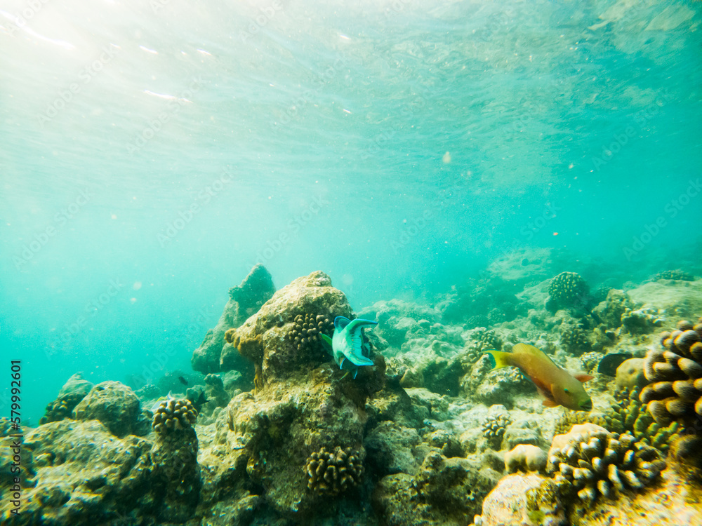 Fototapeta premium corals and tropical fish underwater sea life