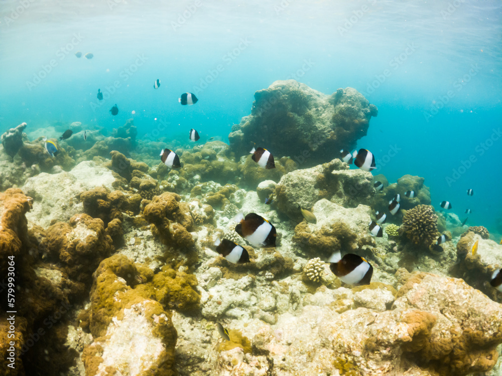 Obraz premium corals and tropical fish underwater sea life