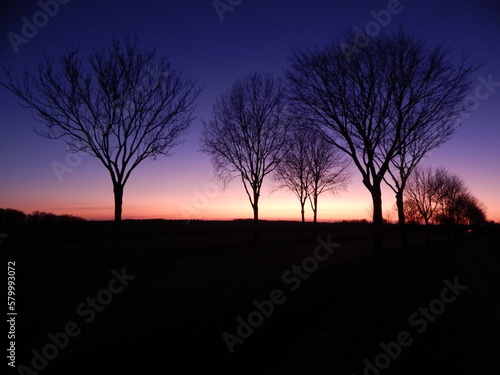 sunset in the forest