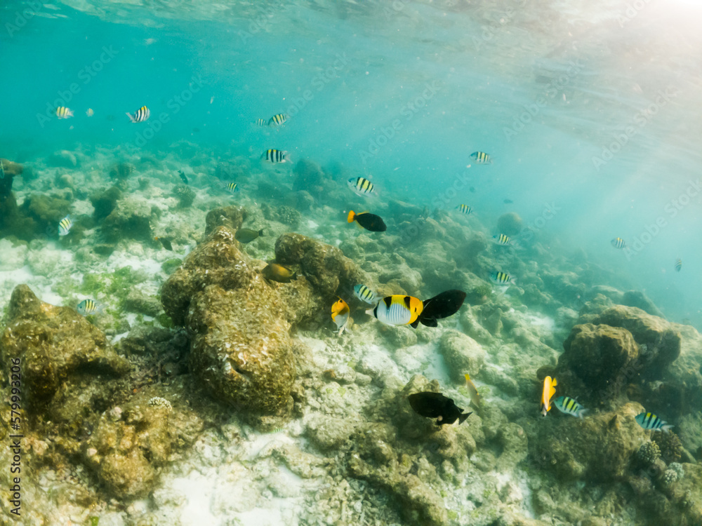 Fototapeta premium corals and tropical fish underwater sea life