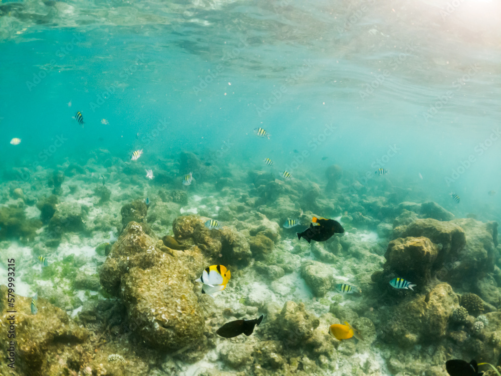 Obraz premium corals and tropical fish underwater sea life