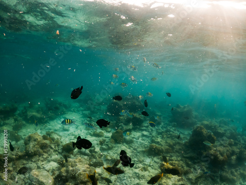 corals and tropical fish underwater sea life