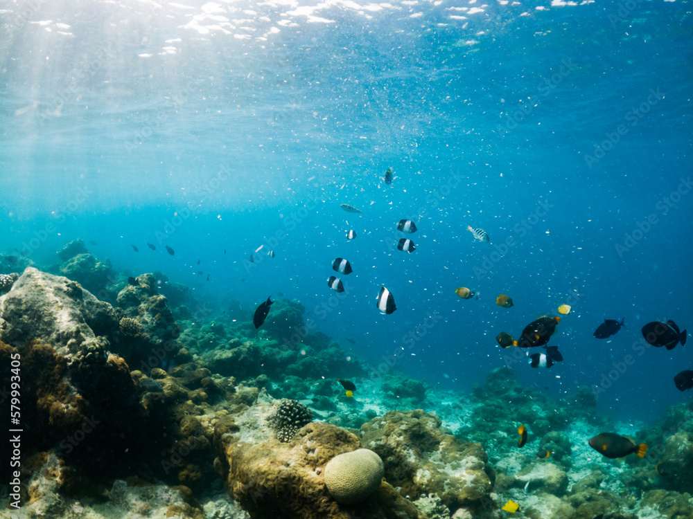 Obraz premium corals and tropical fish underwater sea life