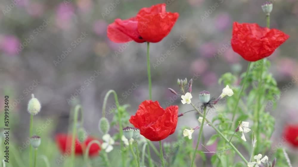 wildflowers and red poppies. Landscape view of red blossoming poppy flowers on beautiful green wildflower grassland meadow . Scenic nature wild floral background. High quality FullHD footage wildflowers and red poppies. Landscape view of red blossoming poppy flowers on beautiful green wildflower grassland meadow . Scenic nature wild floral background. High quality FullHD footage