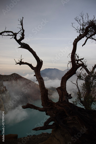 tree in the fog © Иван Весельников