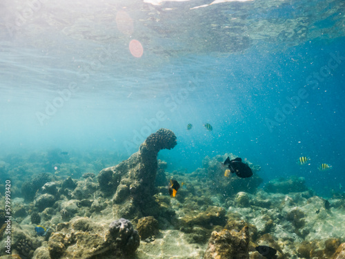 corals and tropical fish underwater sea life © Melinda Nagy