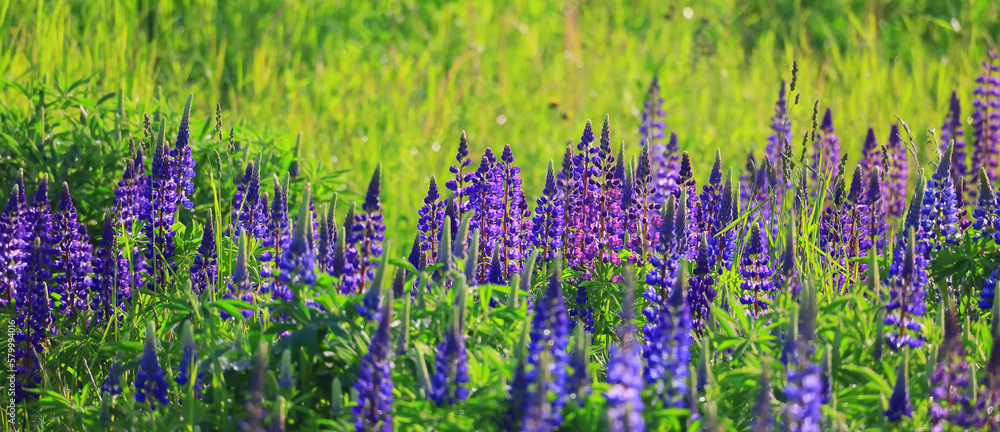 Naklejka premium inflorescences of lupines background springtime blossom season