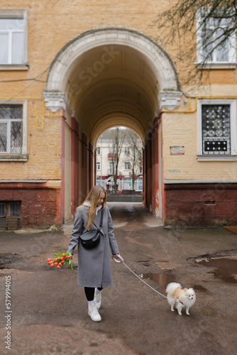a young beautiful girl in a gray coat with red tulips on world women's day on march 8 walks down the street with her pomeranian spitz