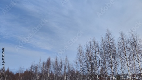 Spring blue sky with white clouds and trees with bare branches and buds before the growth of leaves