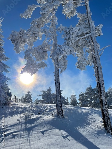 snow covered trees