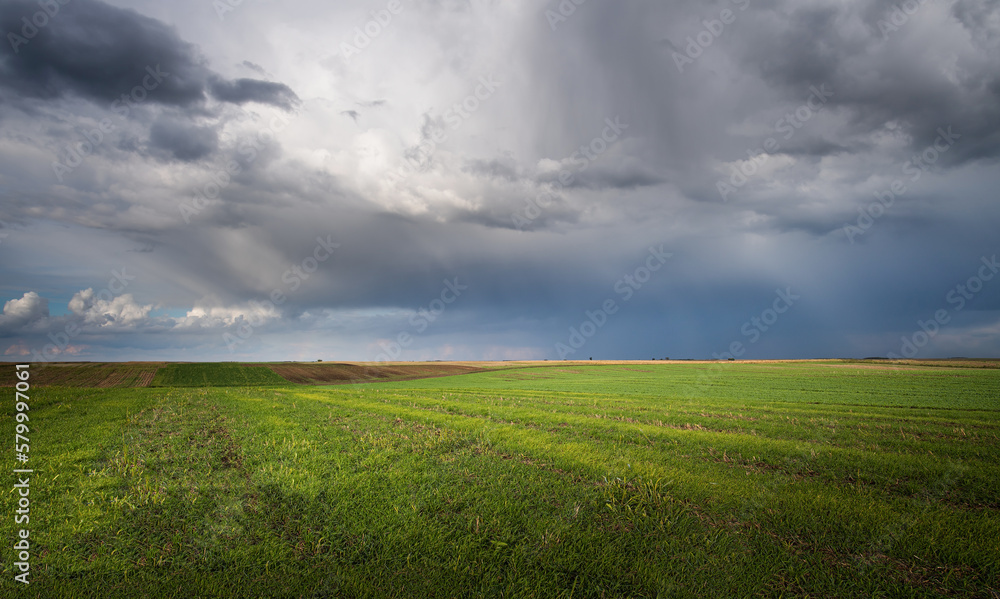 Wheat field adn sky in early summer