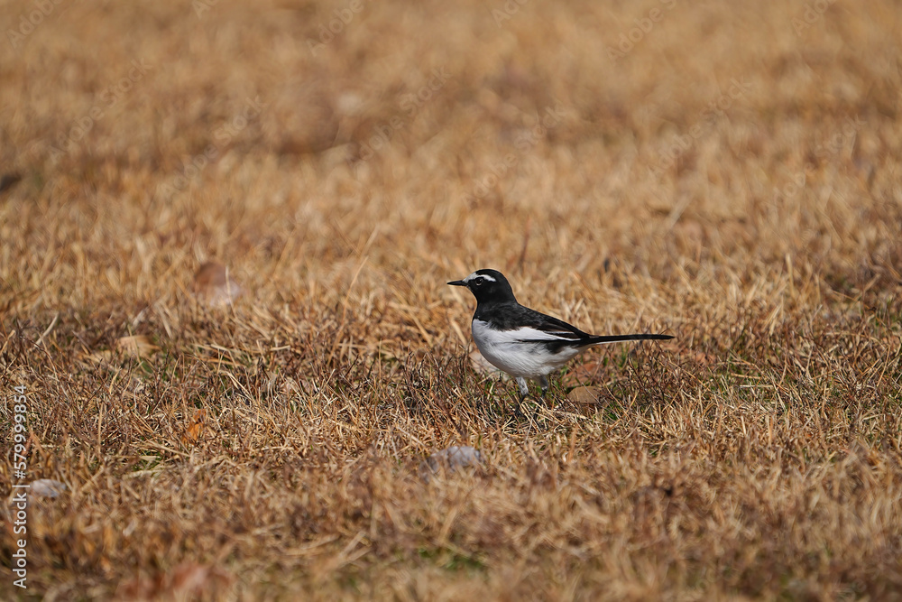 セグロセキレイ