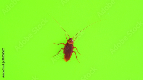 Big cockroach on a green background