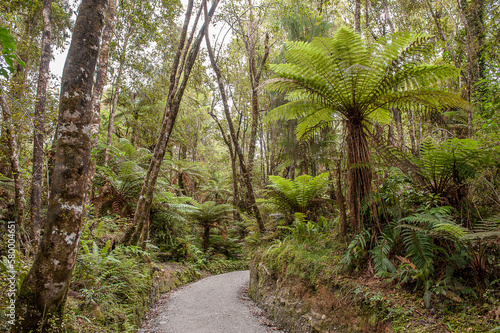 Rain forest in Glacier Country on South Island during summer in New Zealand