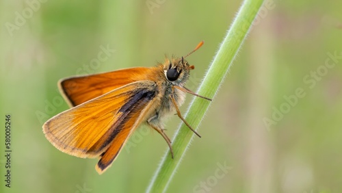 Small skipper butterfly /Thymelicus sylvestris