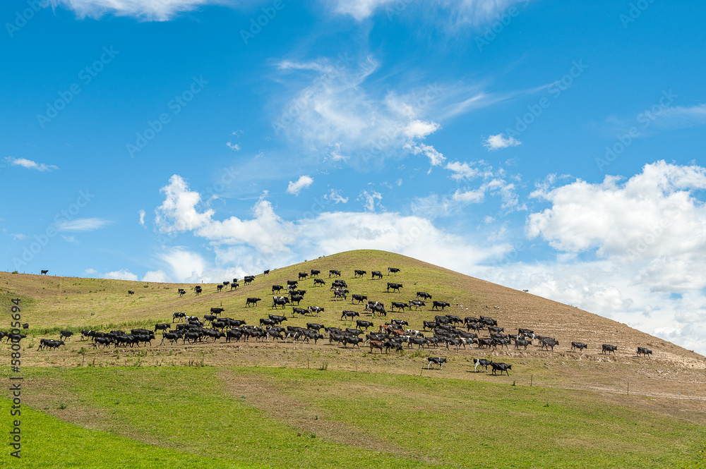 Fototapeta premium Herd of cattle in northern Otago on South Island during summer in New Zealand. There are more than 6 million cows in NZ.
