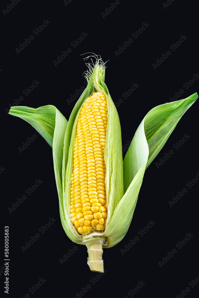 Obraz premium Lean, plump, human, staple food, corn, black background, maize
