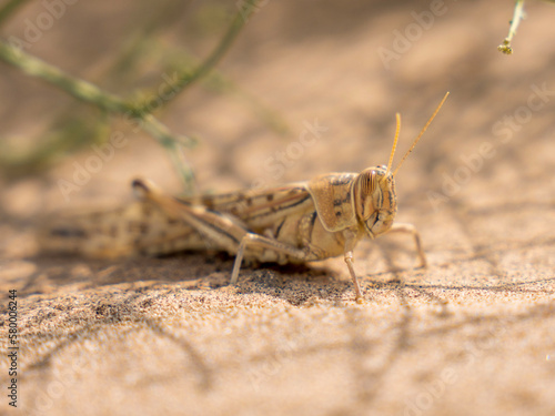 saudi arabian  insects  © Ajmal Thaha