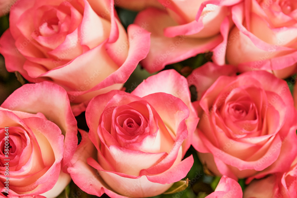 Garden roses, top view. Garden roses, top view.