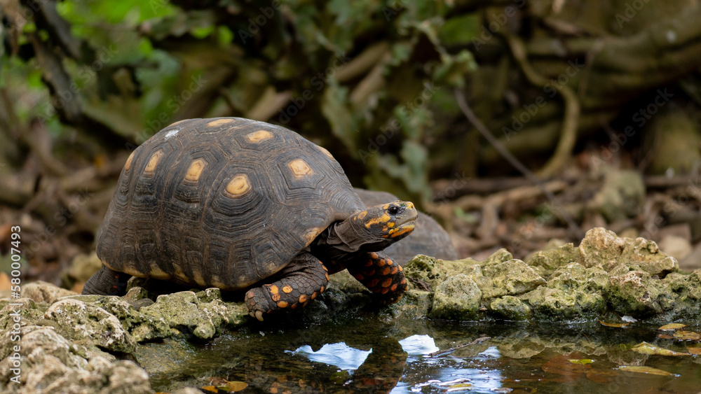 Fototapeta premium Landschildkröte