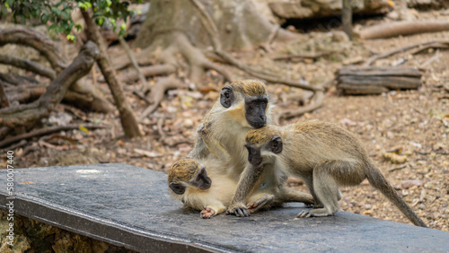 Grüne Affenfamilie spielt