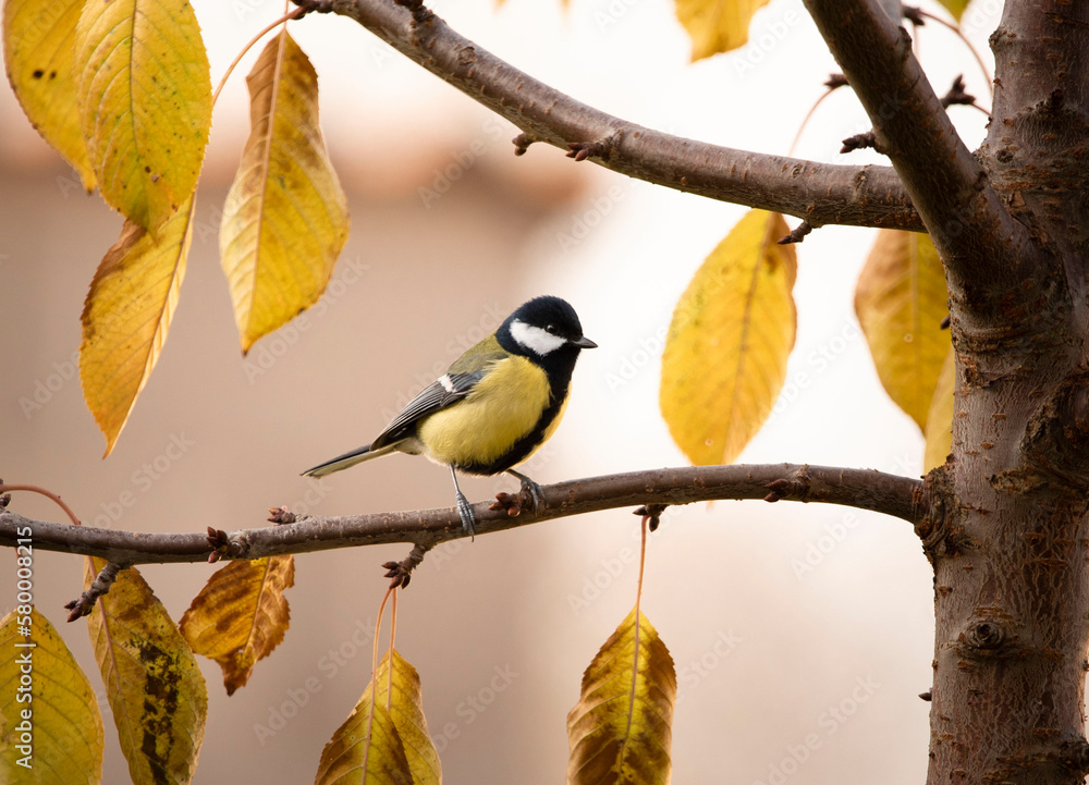 The great tit or the whitecheeked tit is the largest and most