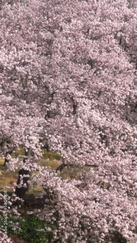 風に揺れる満開の桜の森の縦動画 風に揺れる満開の桜の森の縦動画