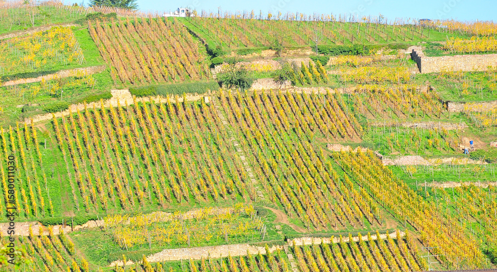 top view, far distance of, a vineyard of grape vines in autumn colors as harvest time approaches