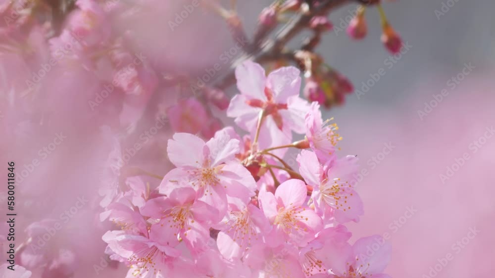 Slow motion of beautiful swaying cherry blossoms on a sunny spring day Slow motion of beautiful swaying cherry blossoms on a sunny spring day