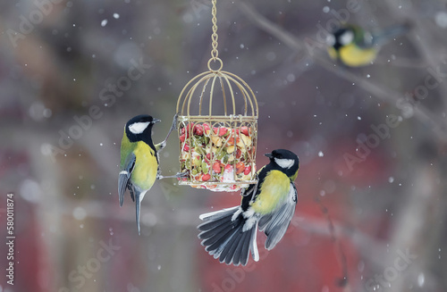Canvas Print hungry tit birds in the winter snow garden flew to the feeder with seeds and nu