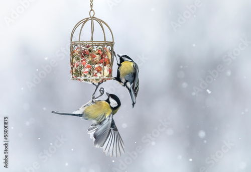 Foto two hungry tit birds in the winter snow garden flew to the feeder with seeds and