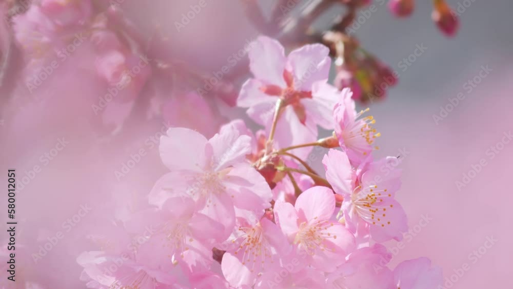 Slow motion of beautiful swaying cherry blossoms on a sunny spring day