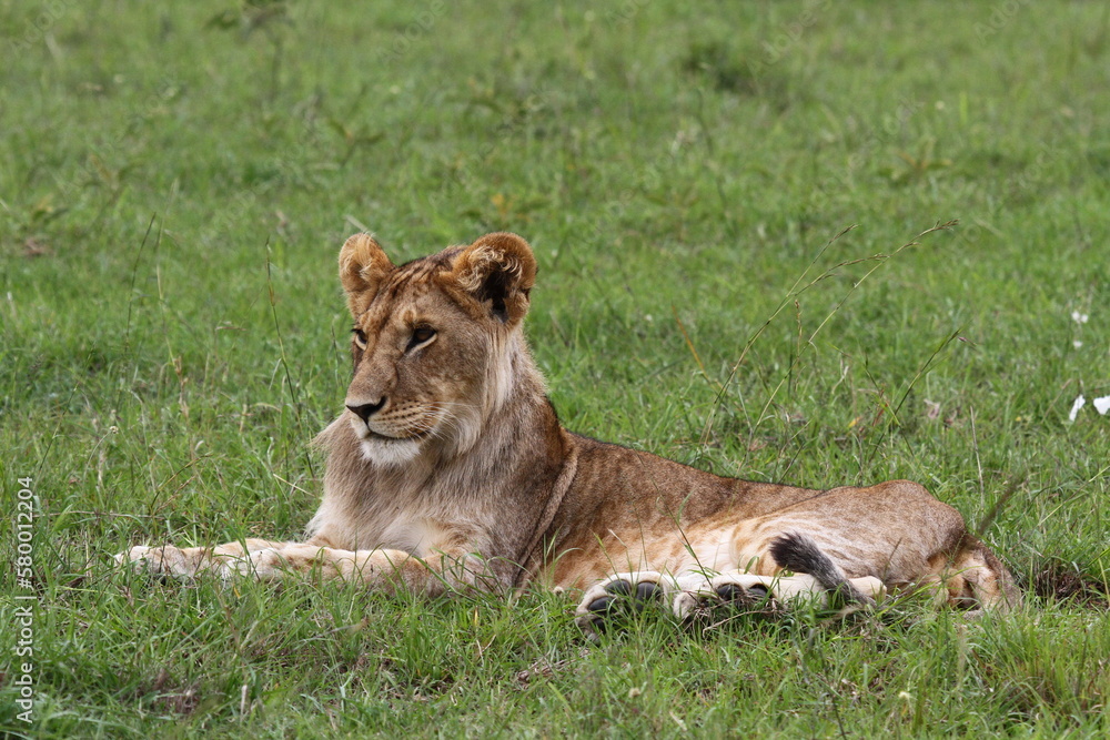 POrtrait of ayoung lion with budding mane facing the camera POrtrait of ayoung lion with budding mane facing the camera