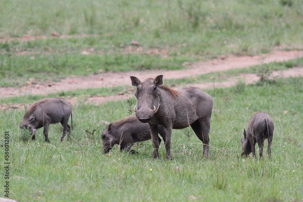 A family of warthogs with alert mother and piglets grazing on green grass A family of warthogs with alert mother and piglets grazing on green grass