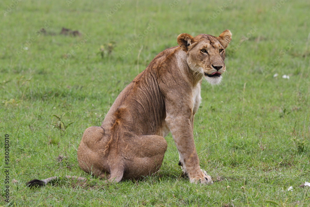 Close-up of a lioness sitting on green grass looking into camera Close-up of a lioness sitting on green grass looking into camera