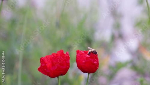 Red poppies. wild red poppies and bee. Bee pollinating red poppy flower in the garden. Bees pollinate wild red poppy flowers in the meadow. High quality FullHD footage