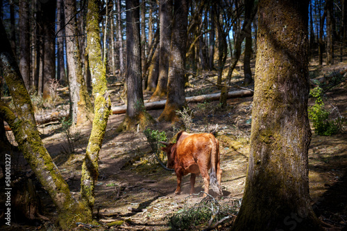 cow in the forest