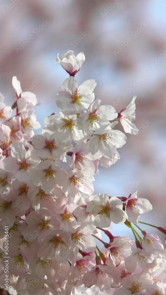 風に揺れる満開の桜の花の縦動画 風に揺れる満開の桜の花の縦動画