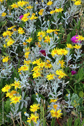 Silver Ragwort flowers, New South Wales Australia  © Judith